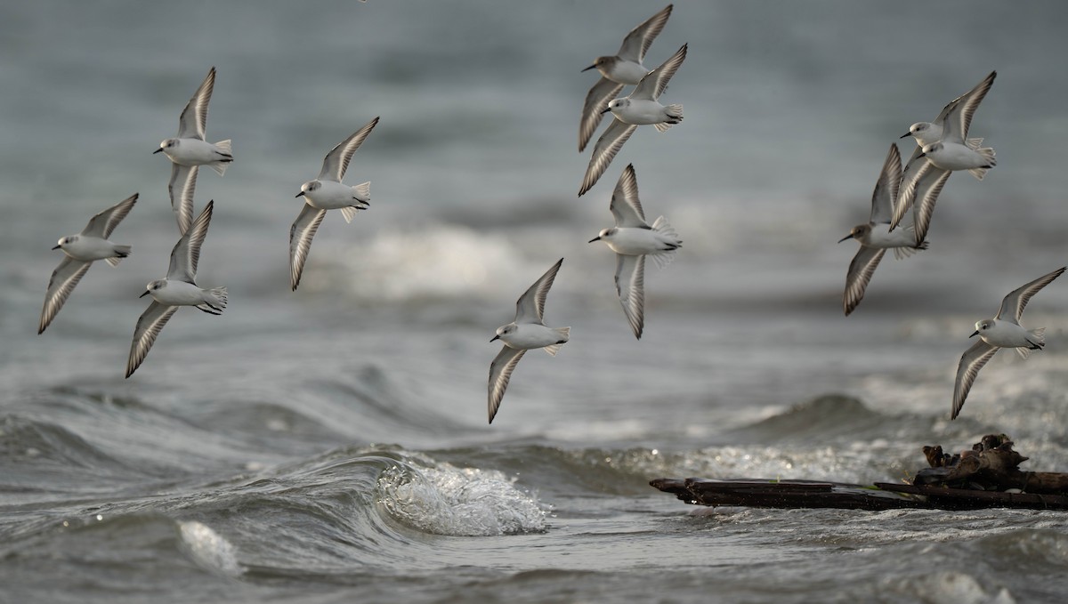 Txirri zuria - ML645170595