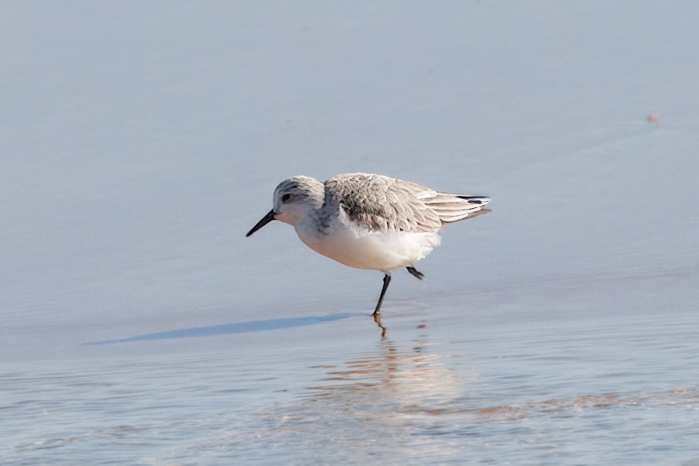 Txirri zuria - ML645170615