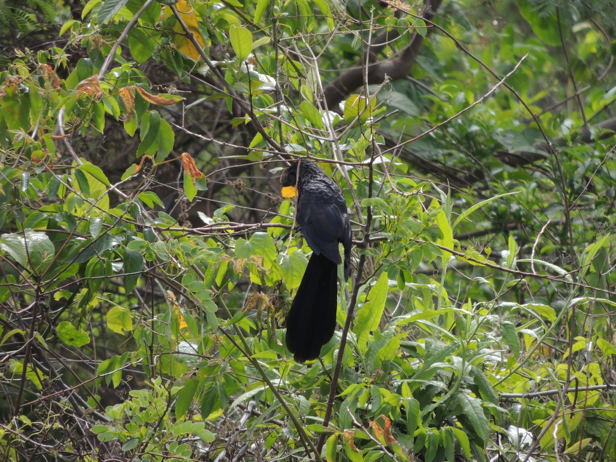 Ані товстодзьобий - ML645170618