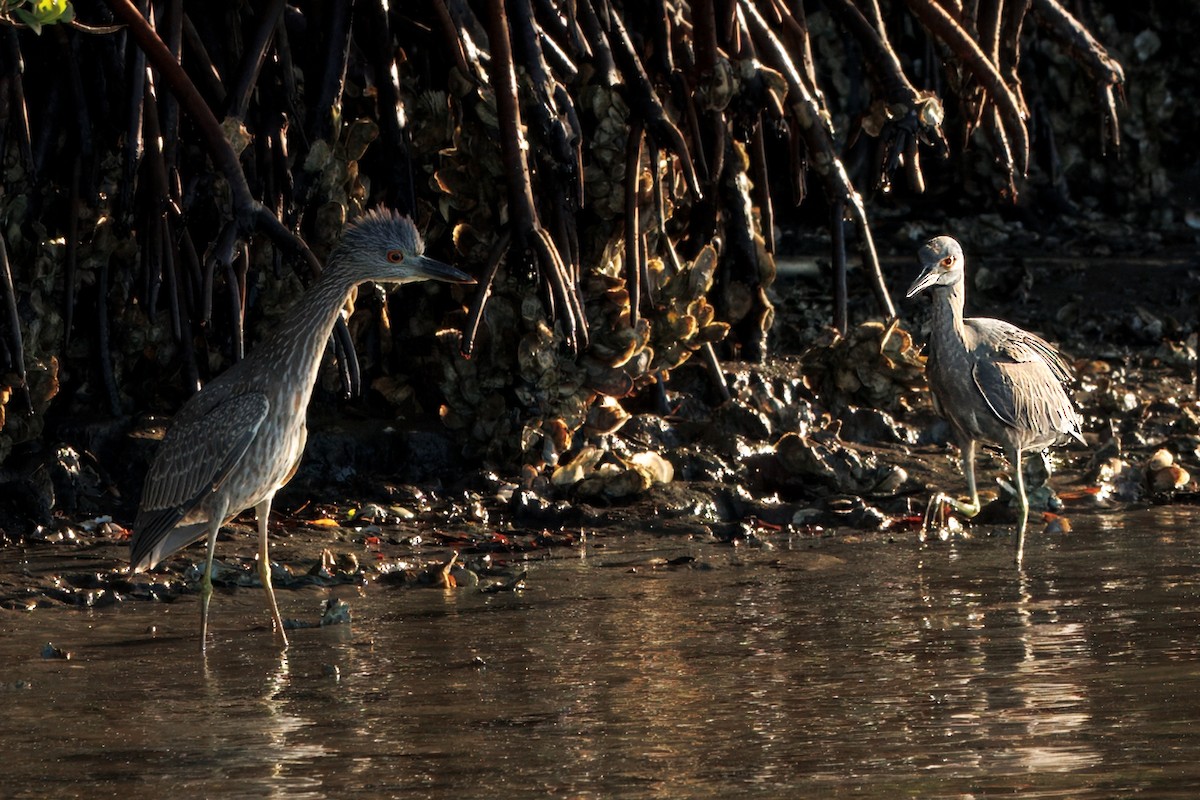Sarı Tepeli Gece Balıkçılı - ML645170631