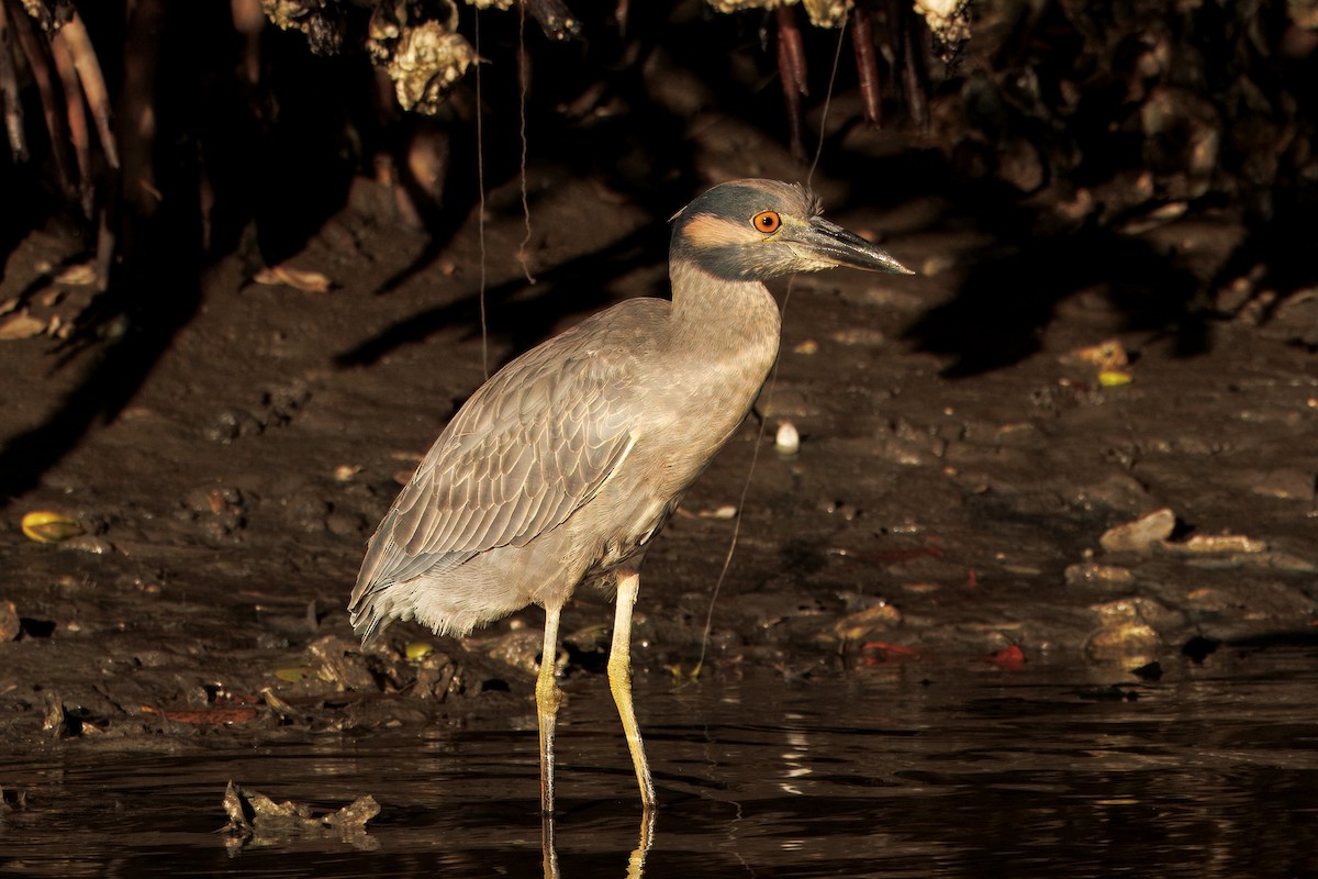 Sarı Tepeli Gece Balıkçılı - ML645170632