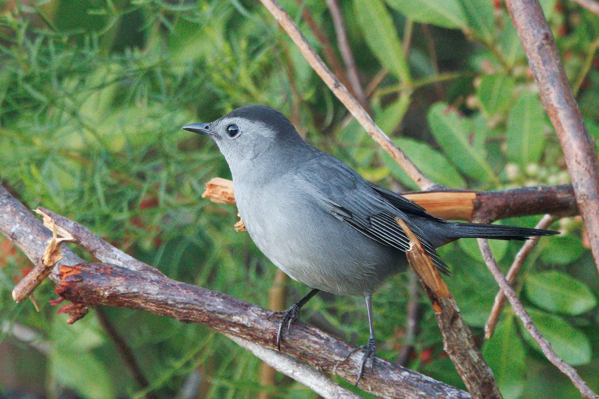 Gray Catbird - ML645170642