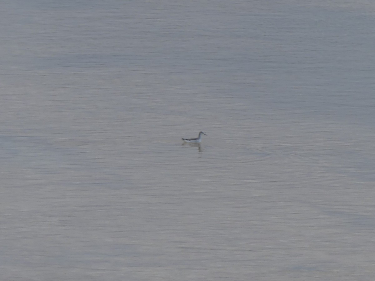 Wilson's Phalarope - ML645170646