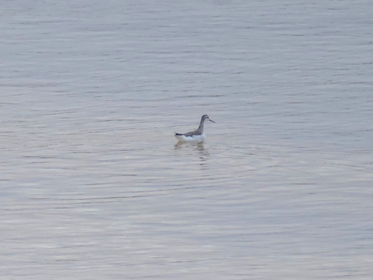 Wilson's Phalarope - ML645170648