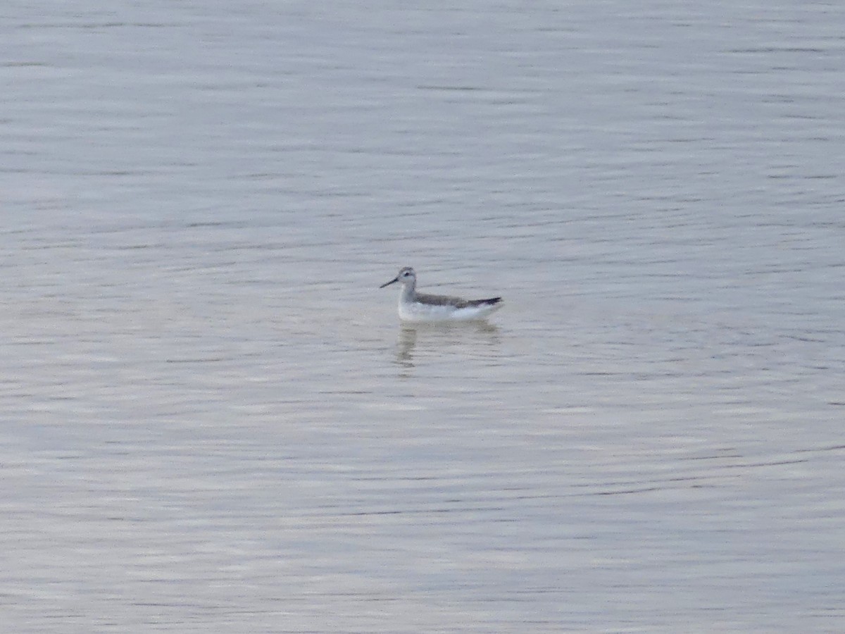 Wilson's Phalarope - ML645170650