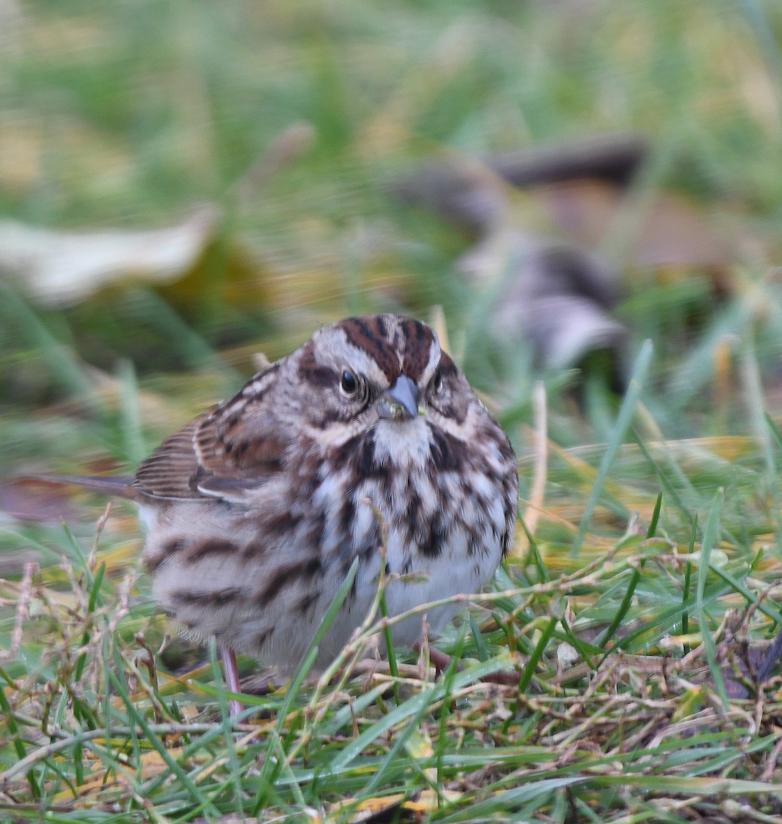 Ötücü Serçe - ML645170658