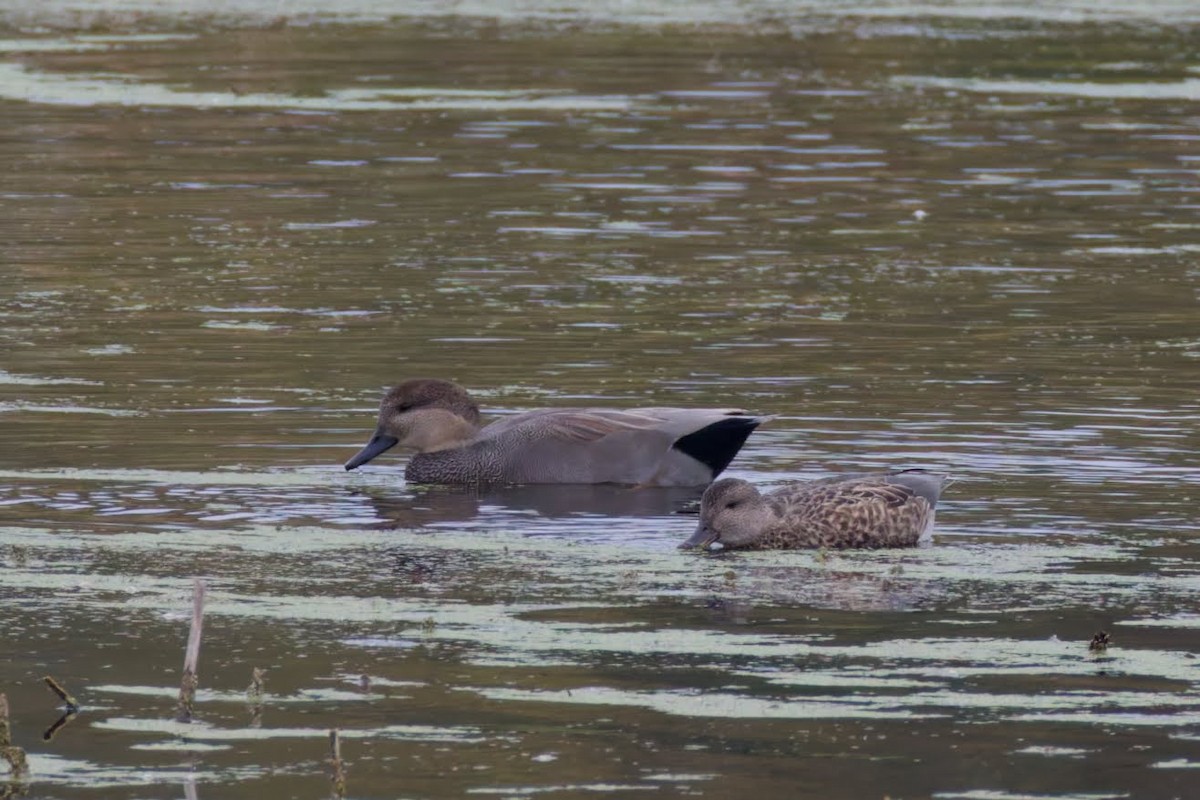 Ánade Friso - ML645170664