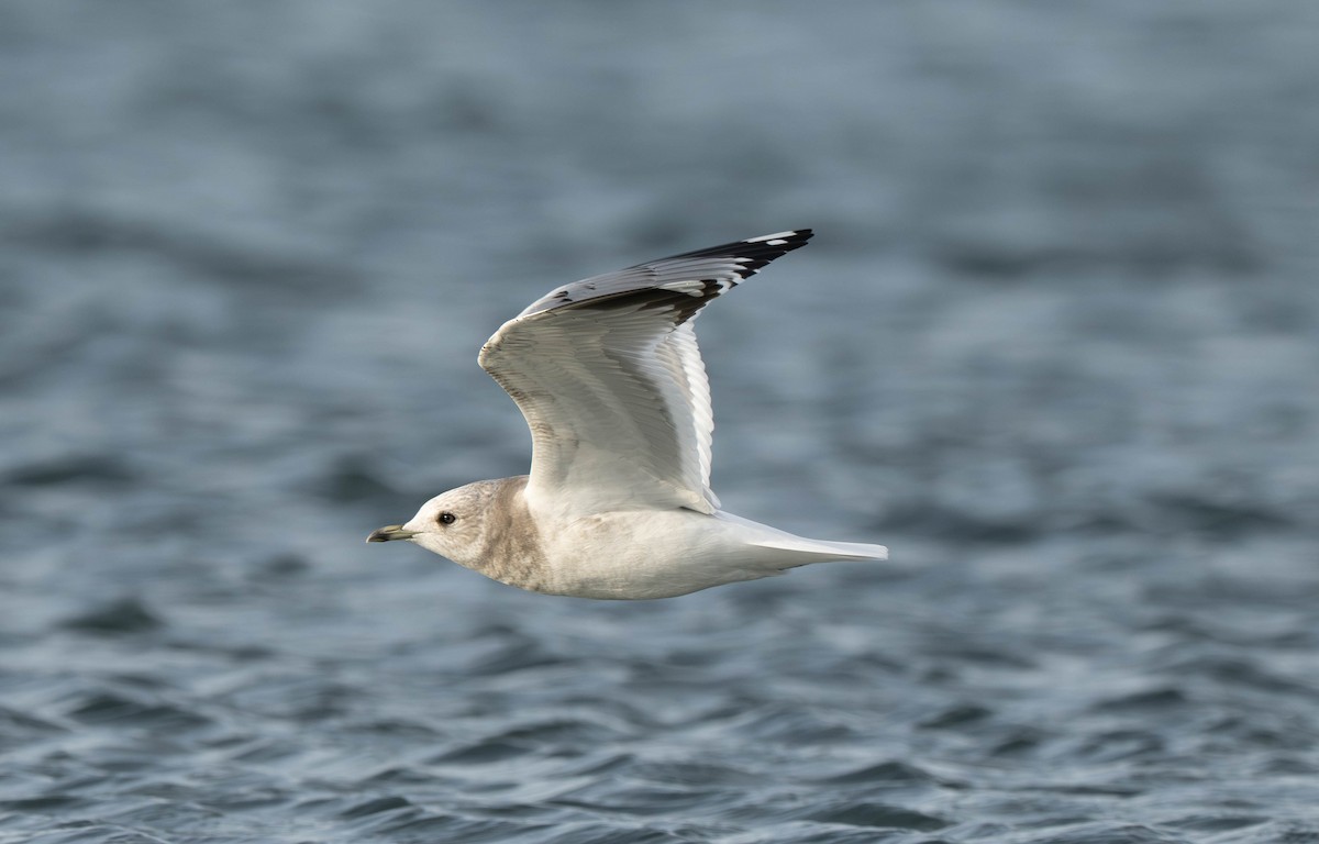 Short-billed Gull - ML645170677
