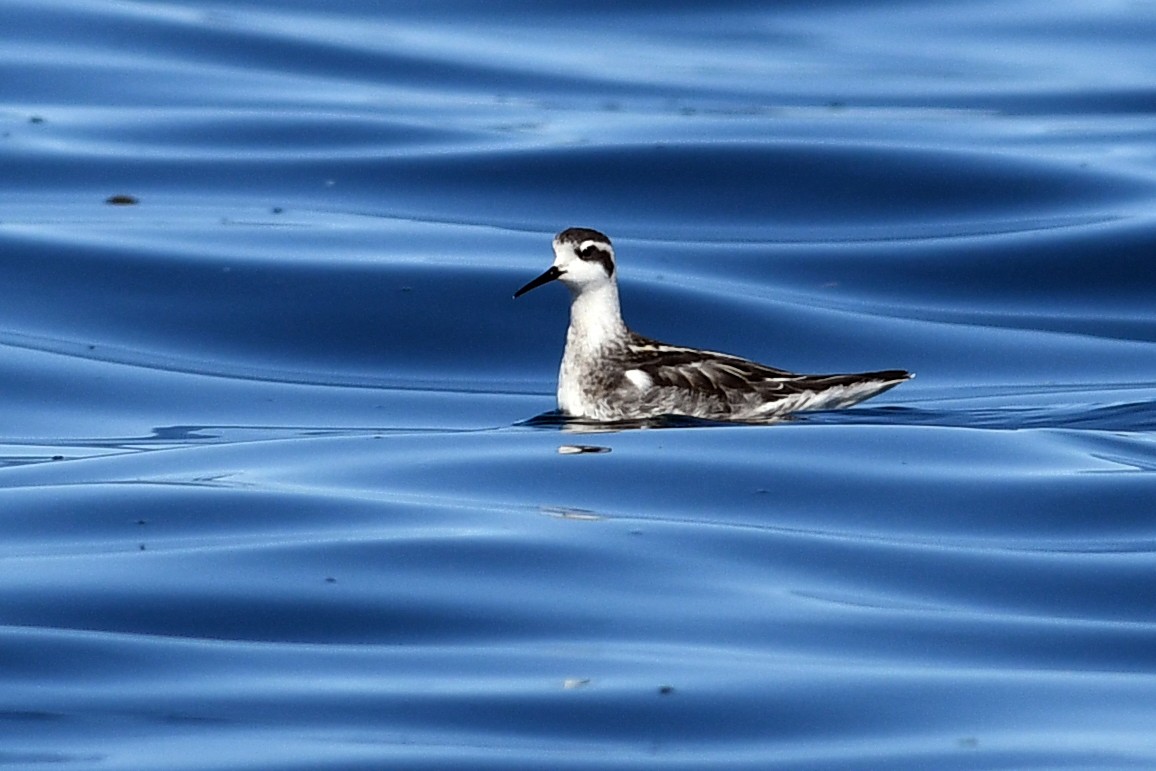 Плавунець круглодзьобий - ML645170690