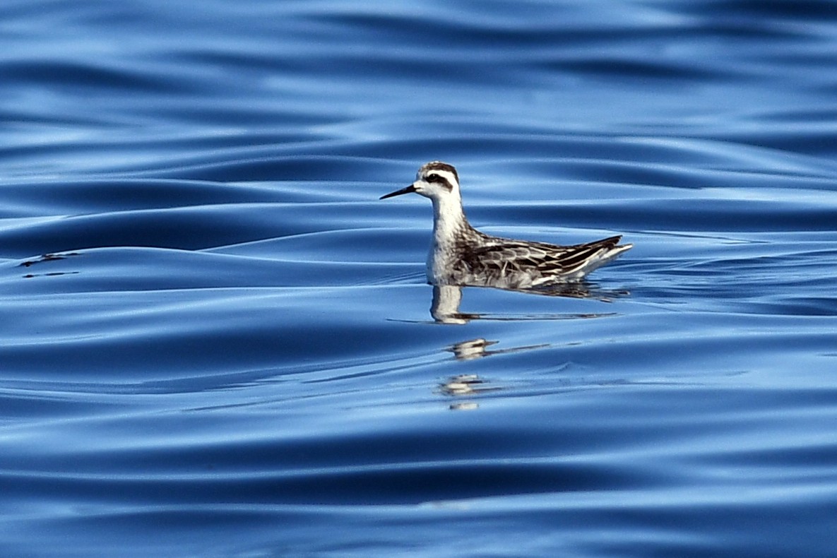 Плавунець круглодзьобий - ML645170691