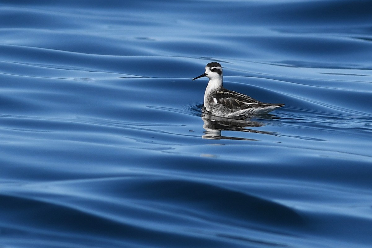 Плавунець круглодзьобий - ML645170692