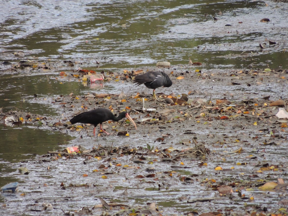 Bare-faced Ibis - ML645170693
