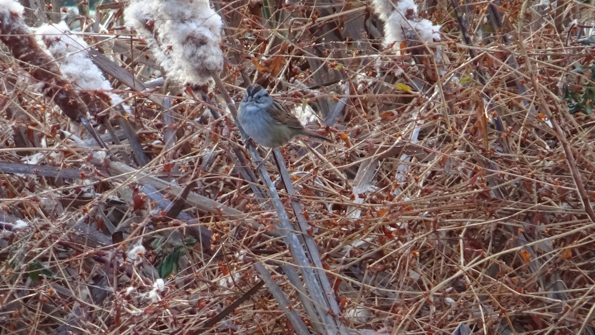 Swamp Sparrow - ML645170699