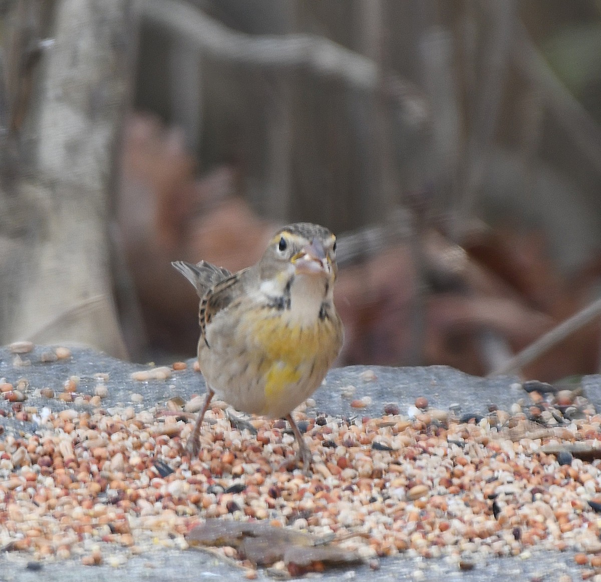 Dickcissel - ML645170706