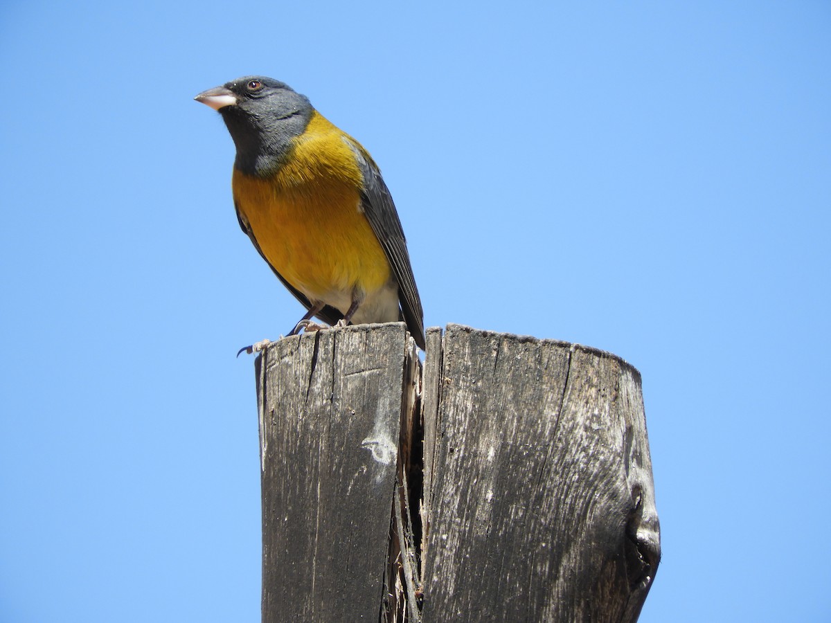 Gray-hooded Sierra Finch - ML645170714