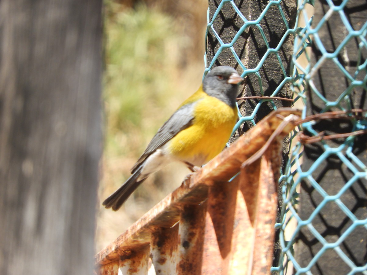 Gray-hooded Sierra Finch - ML645170715