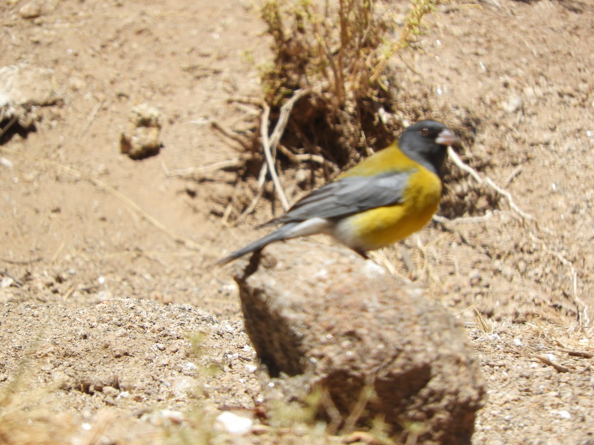 Gray-hooded Sierra Finch - ML645170716