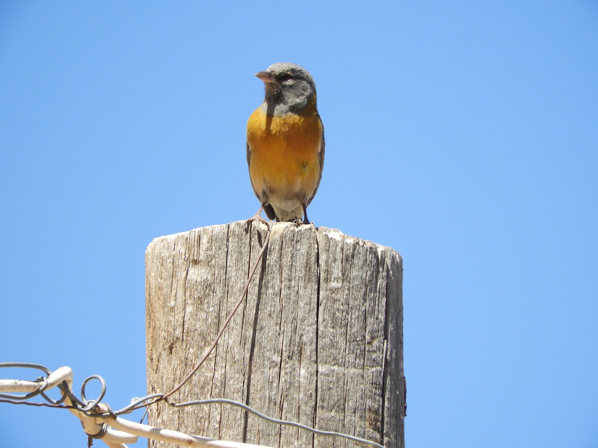Gray-hooded Sierra Finch - ML645170717