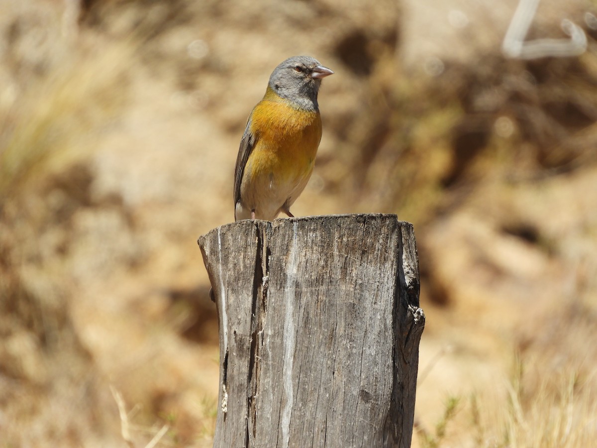 Gray-hooded Sierra Finch - ML645170718