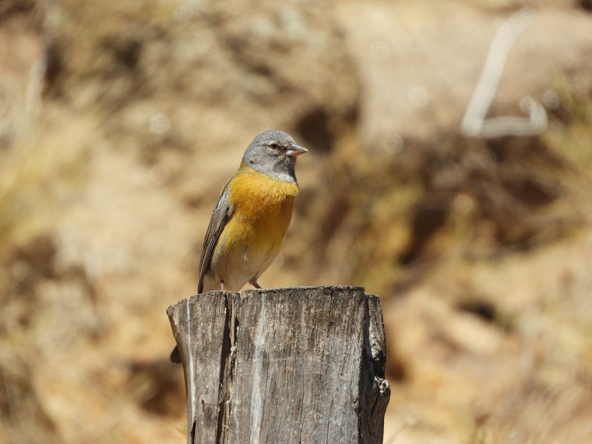 Gray-hooded Sierra Finch - ML645170719