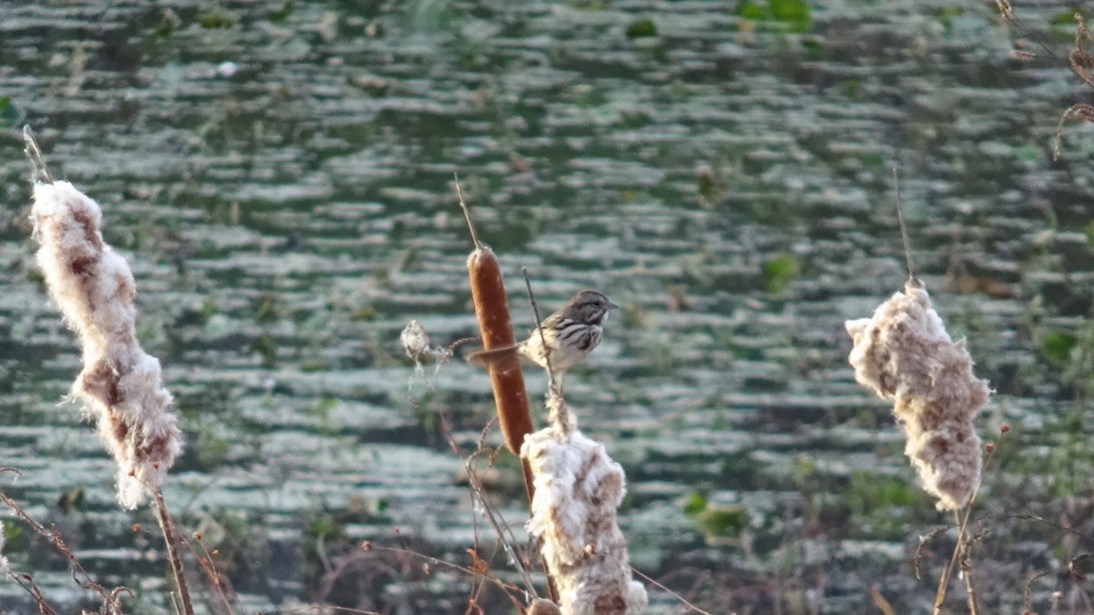 Song Sparrow - ML645170720