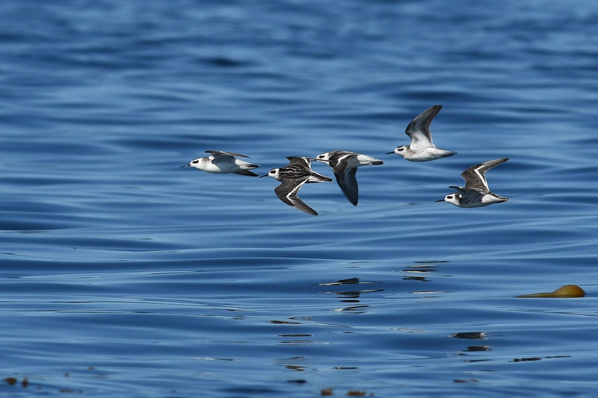 Плавунець круглодзьобий - ML645170722