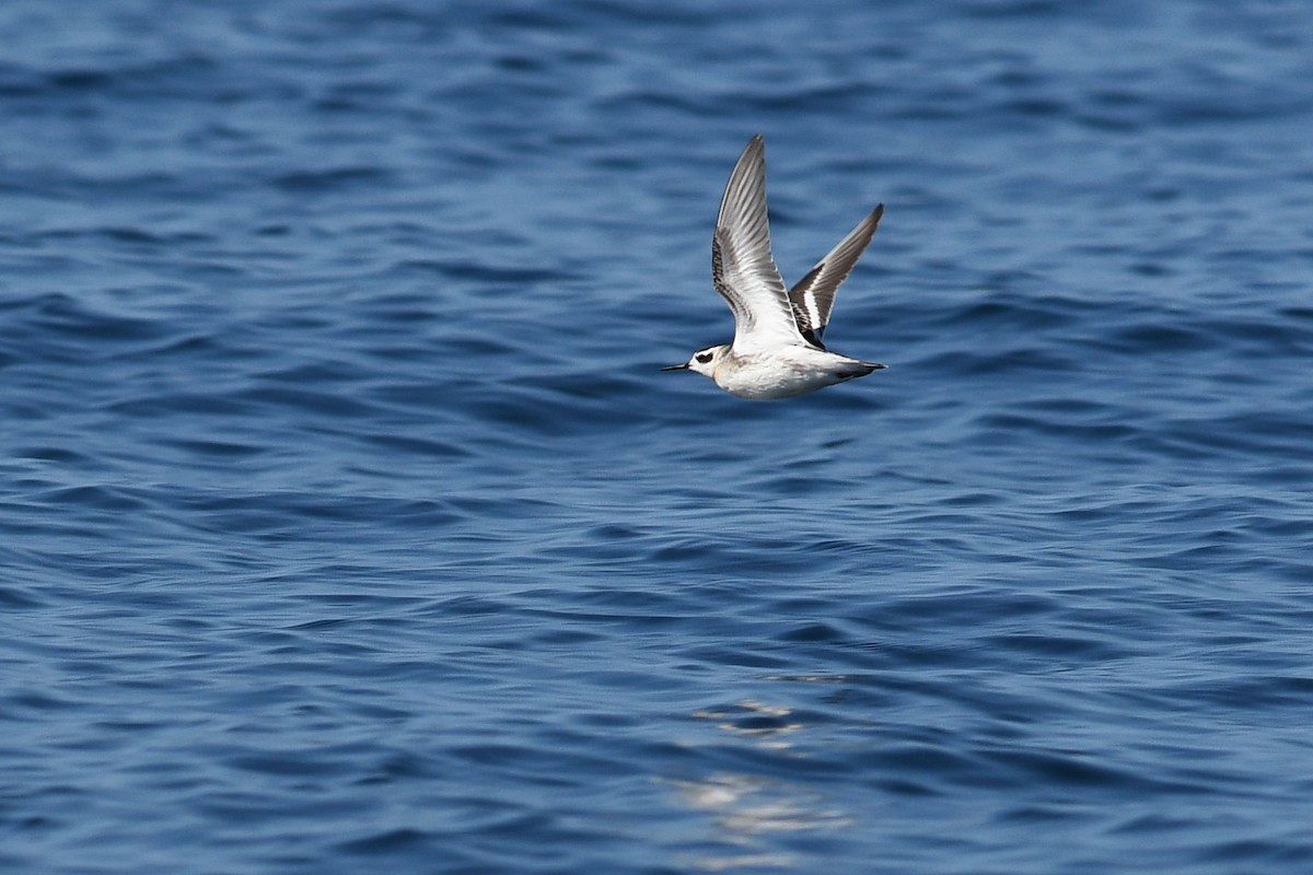 Плавунець круглодзьобий - ML645170723