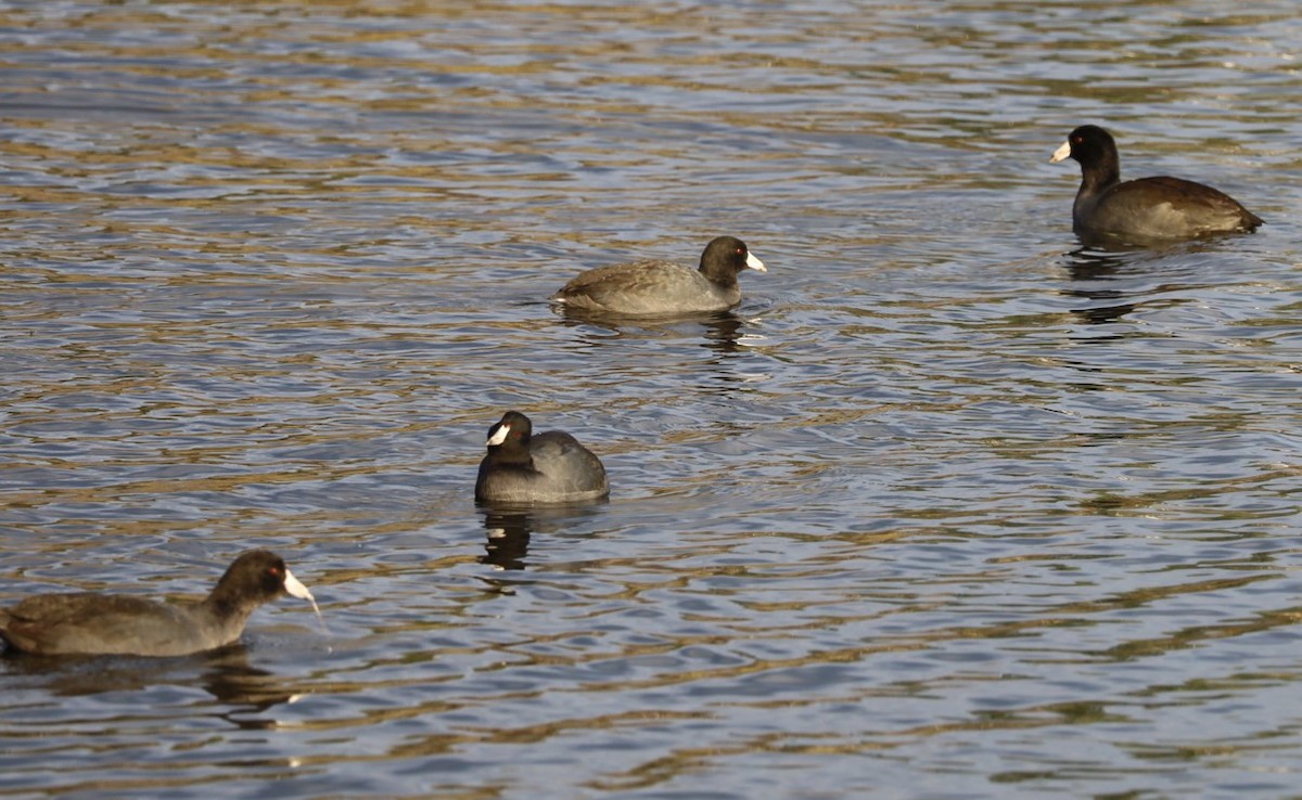 Лиска американська - ML645170733