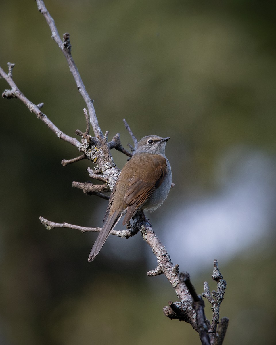 Brown-backed Solitaire - ML645170735