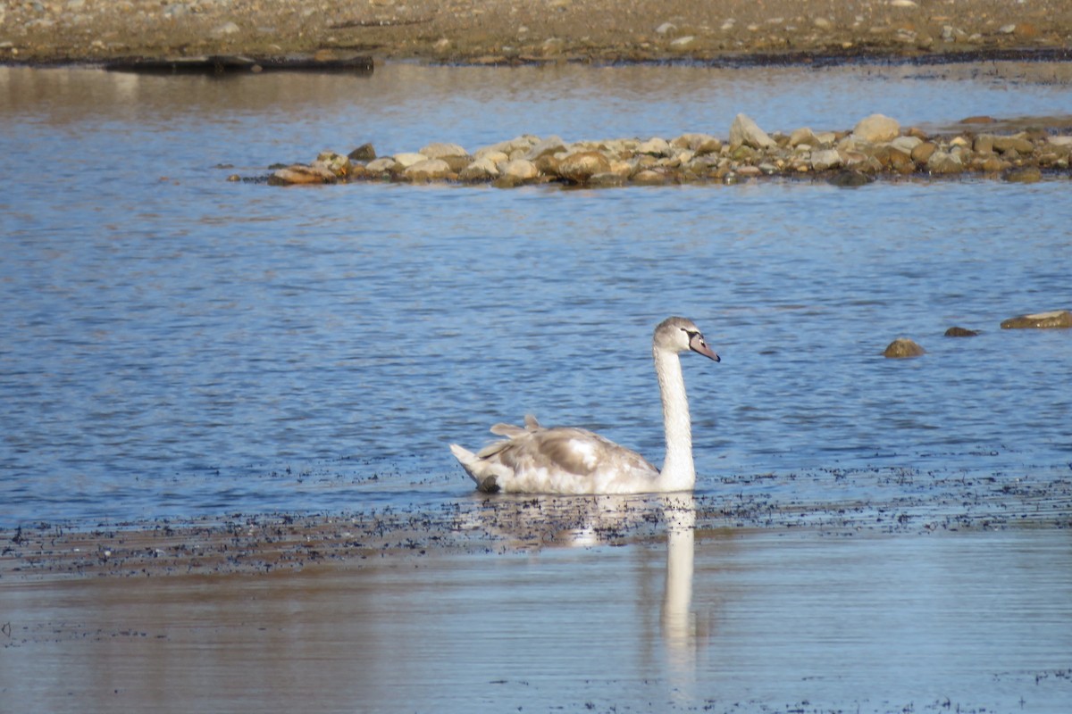 Cigno reale - ML645170765