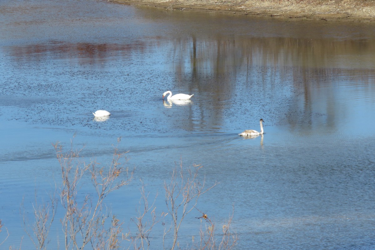 Cigno reale - ML645170766