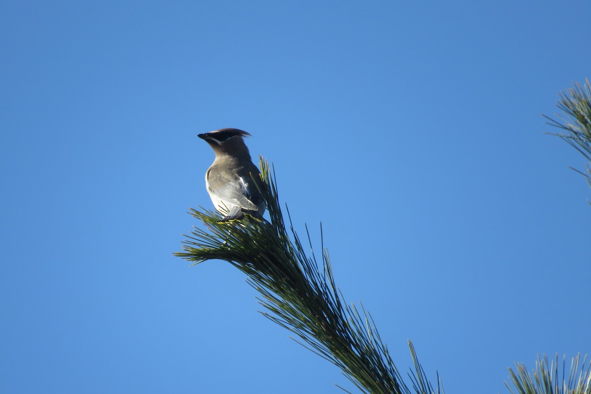Cedar Waxwing - ML645170768