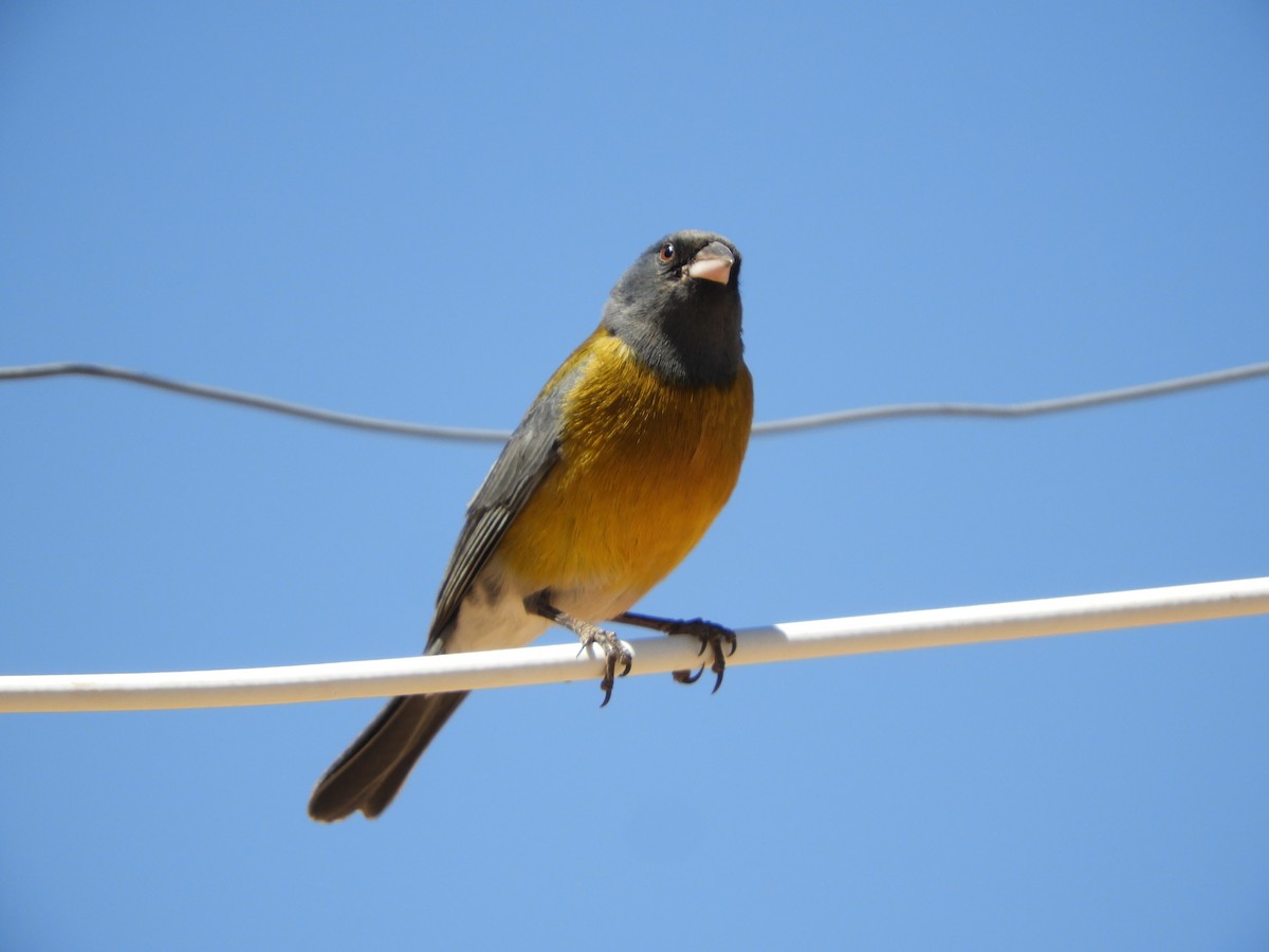Gray-hooded Sierra Finch - ML645170774