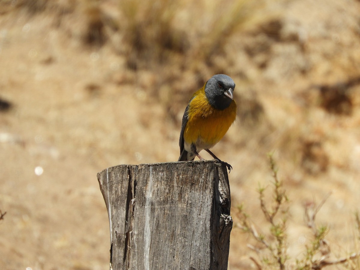 Gray-hooded Sierra Finch - ML645170775