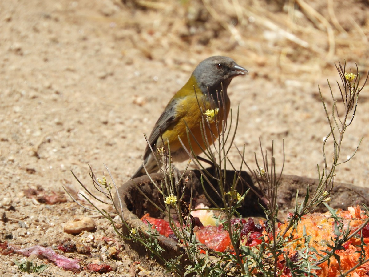 Gray-hooded Sierra Finch - ML645170776