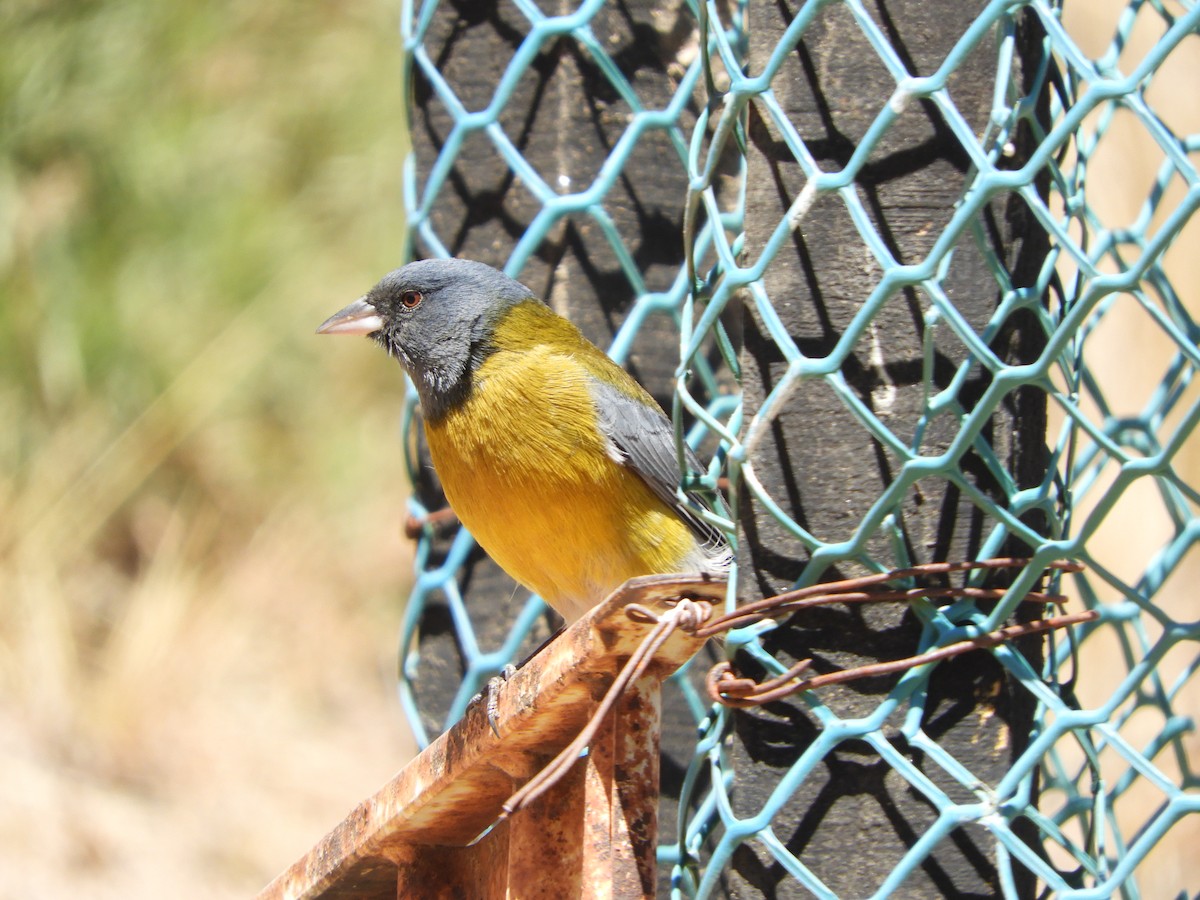 Gray-hooded Sierra Finch - ML645170777