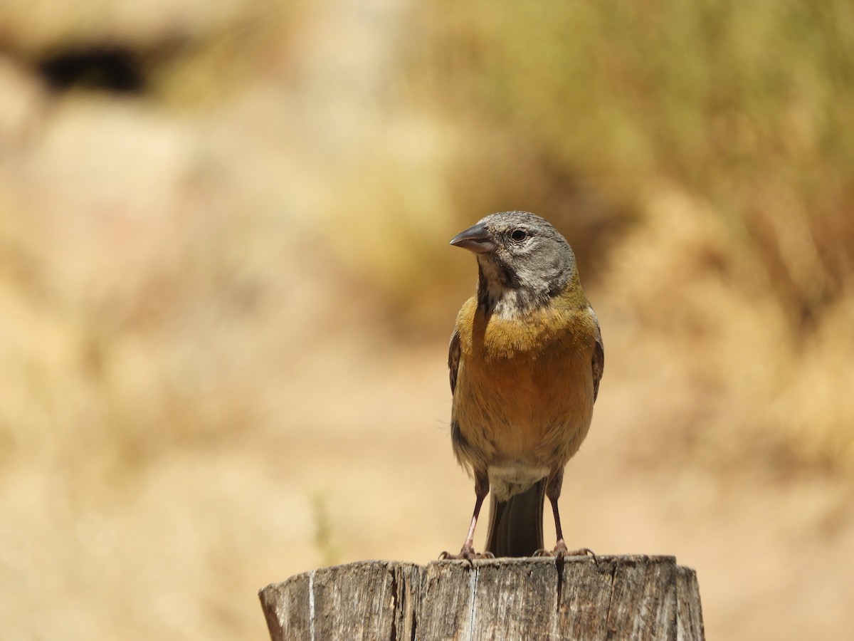 Gray-hooded Sierra Finch - ML645170778