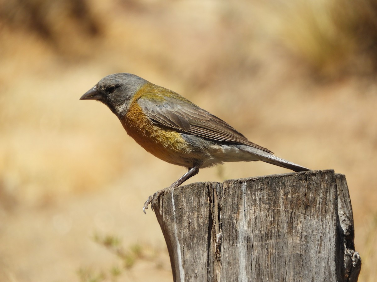Gray-hooded Sierra Finch - ML645170779