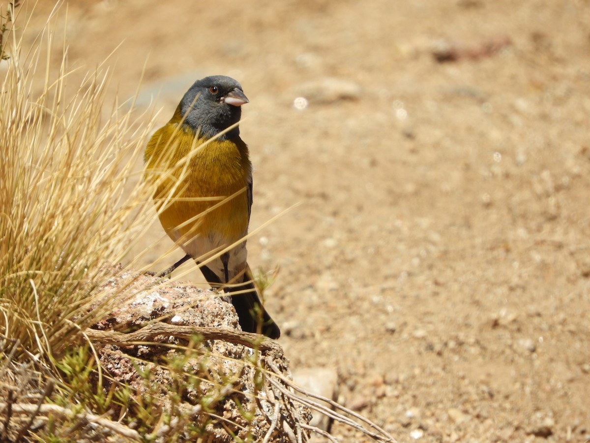 Gray-hooded Sierra Finch - ML645170780