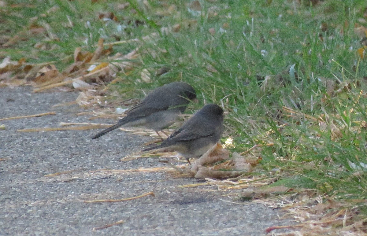 Dark-eyed Junco - ML645170789