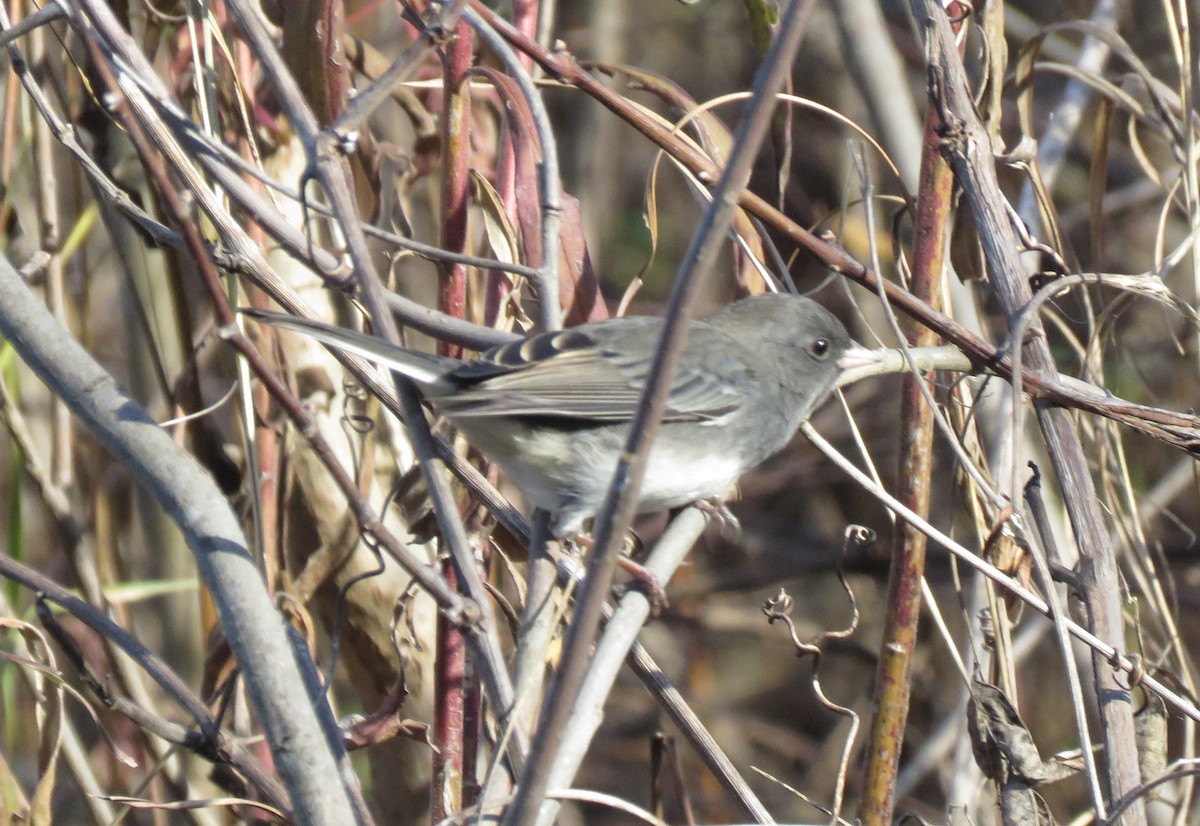Dark-eyed Junco - ML645170790
