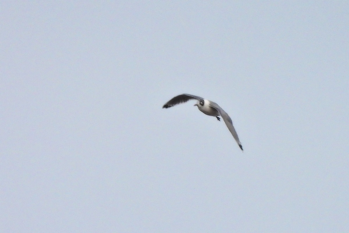 Franklin's Gull - ML645170791