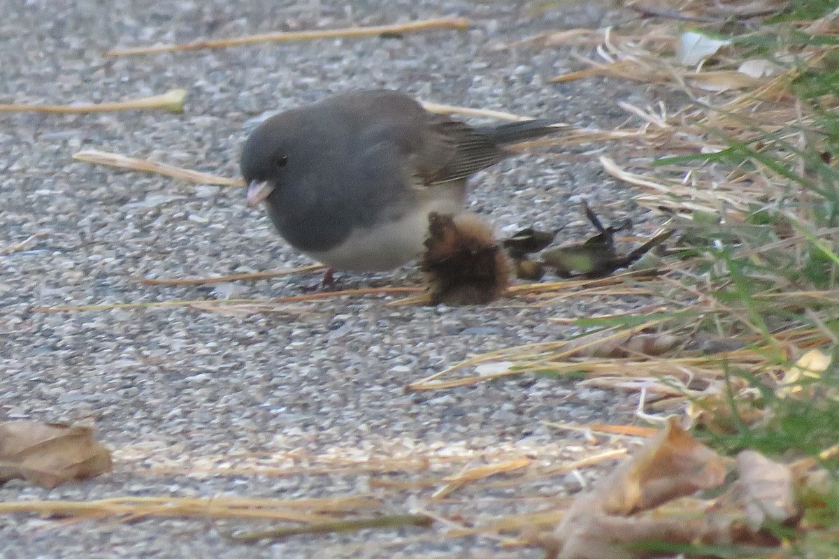 Dark-eyed Junco - ML645170792
