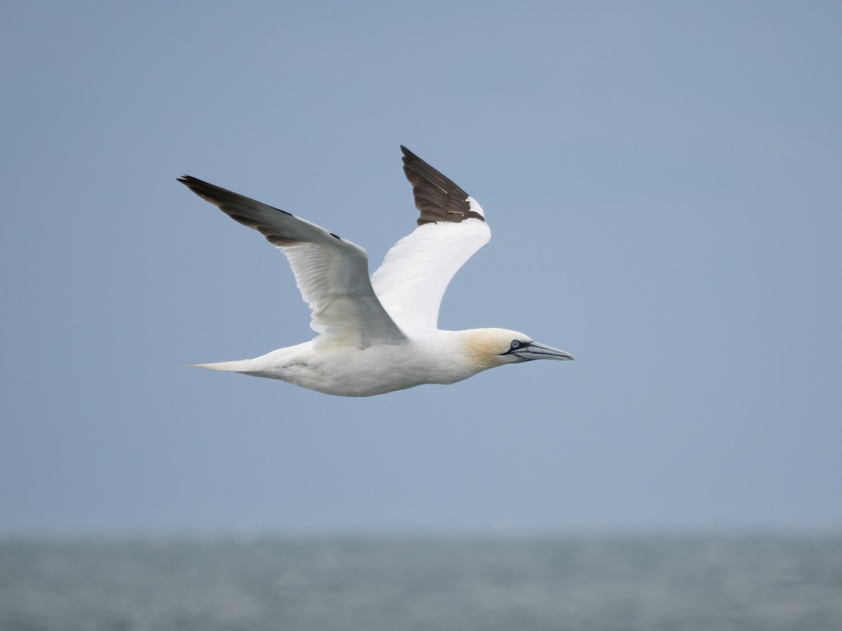 Northern Gannet - ML645170794