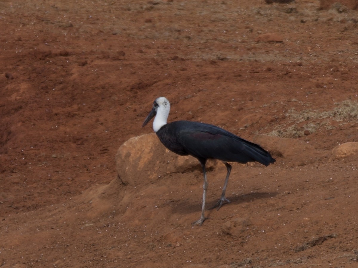 חסידה לבנת-גרון אפריקאית - ML645170805