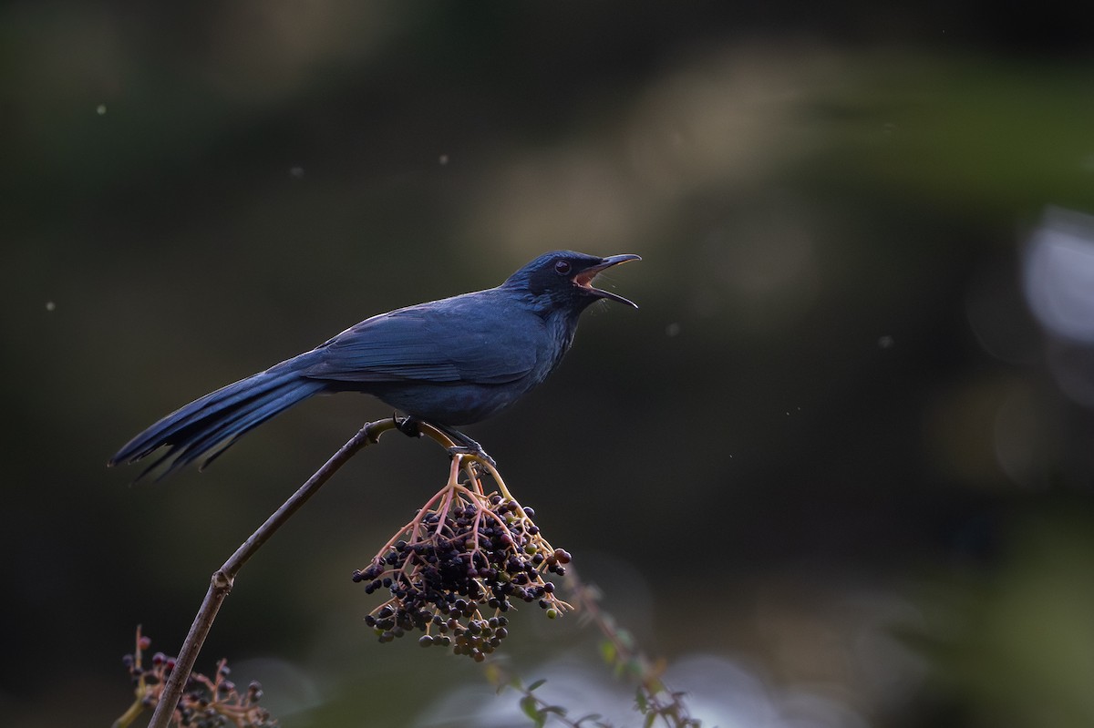 Blue Mockingbird - ML645170815
