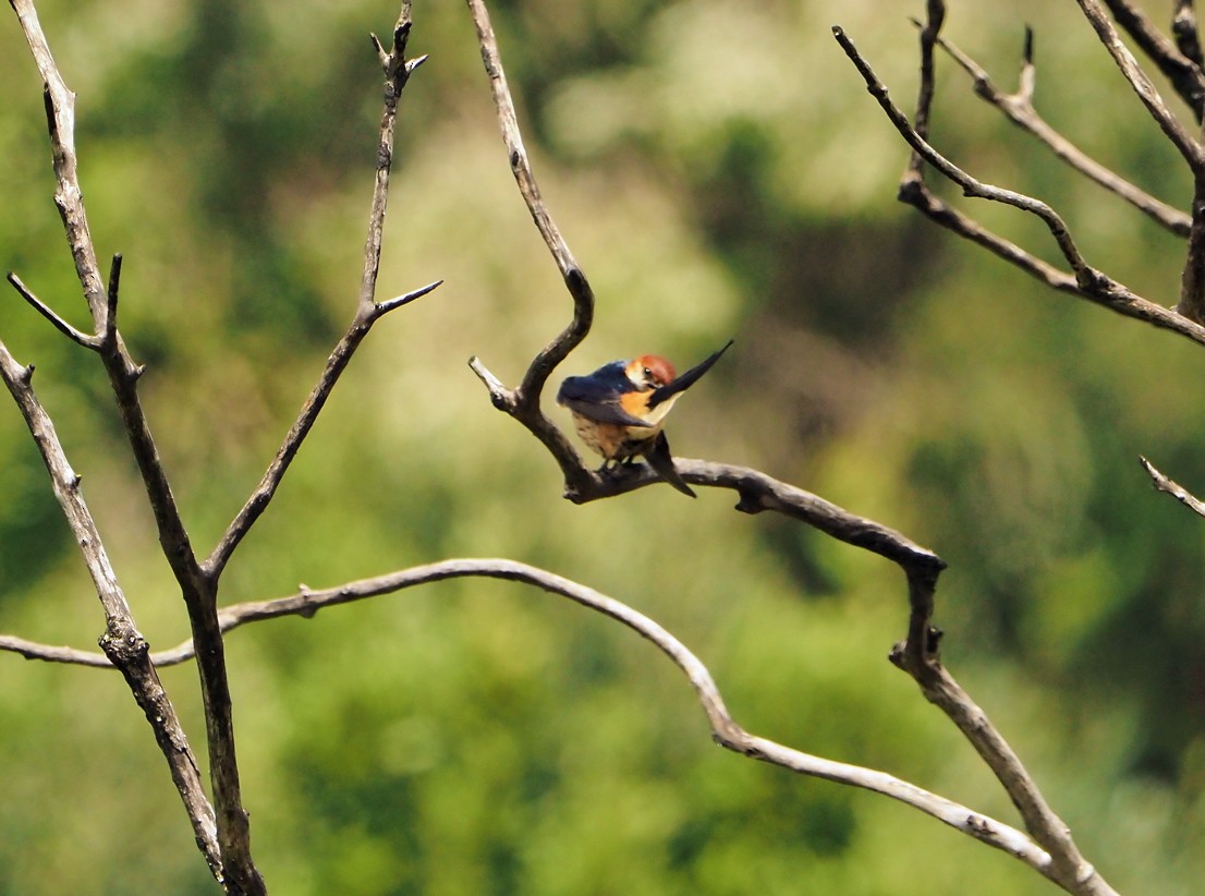 Greater Striped Swallow - ML645170820