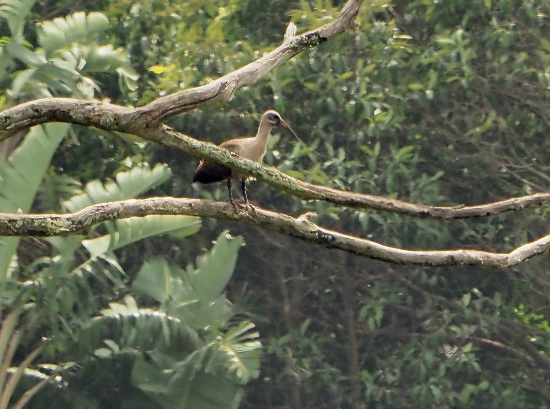 Hadada Ibis - ML645170826