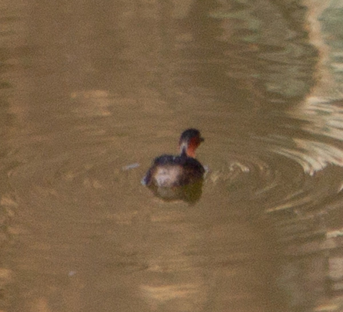 Little Grebe - ML645170839
