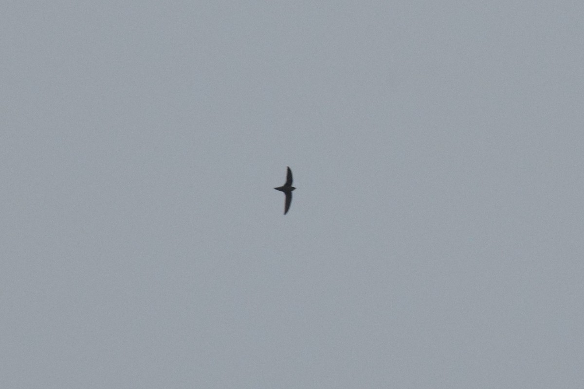 Chimney Swift - ML645170863